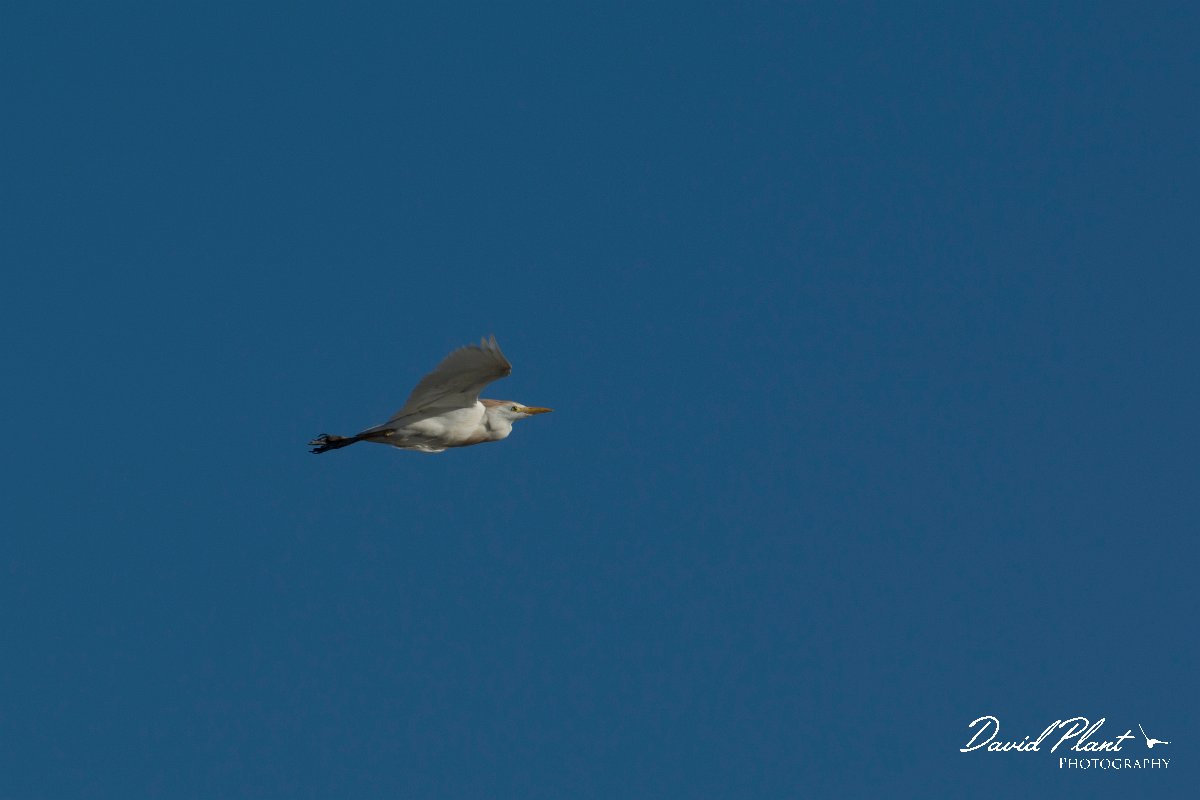 DPPhotography - Mallorca - Cattle egret - C.jpg - Cattle egret - s'Albufera, Mallorca