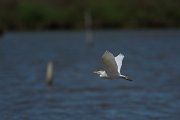 DPPhotography - Mallorca - Cattle egret - A