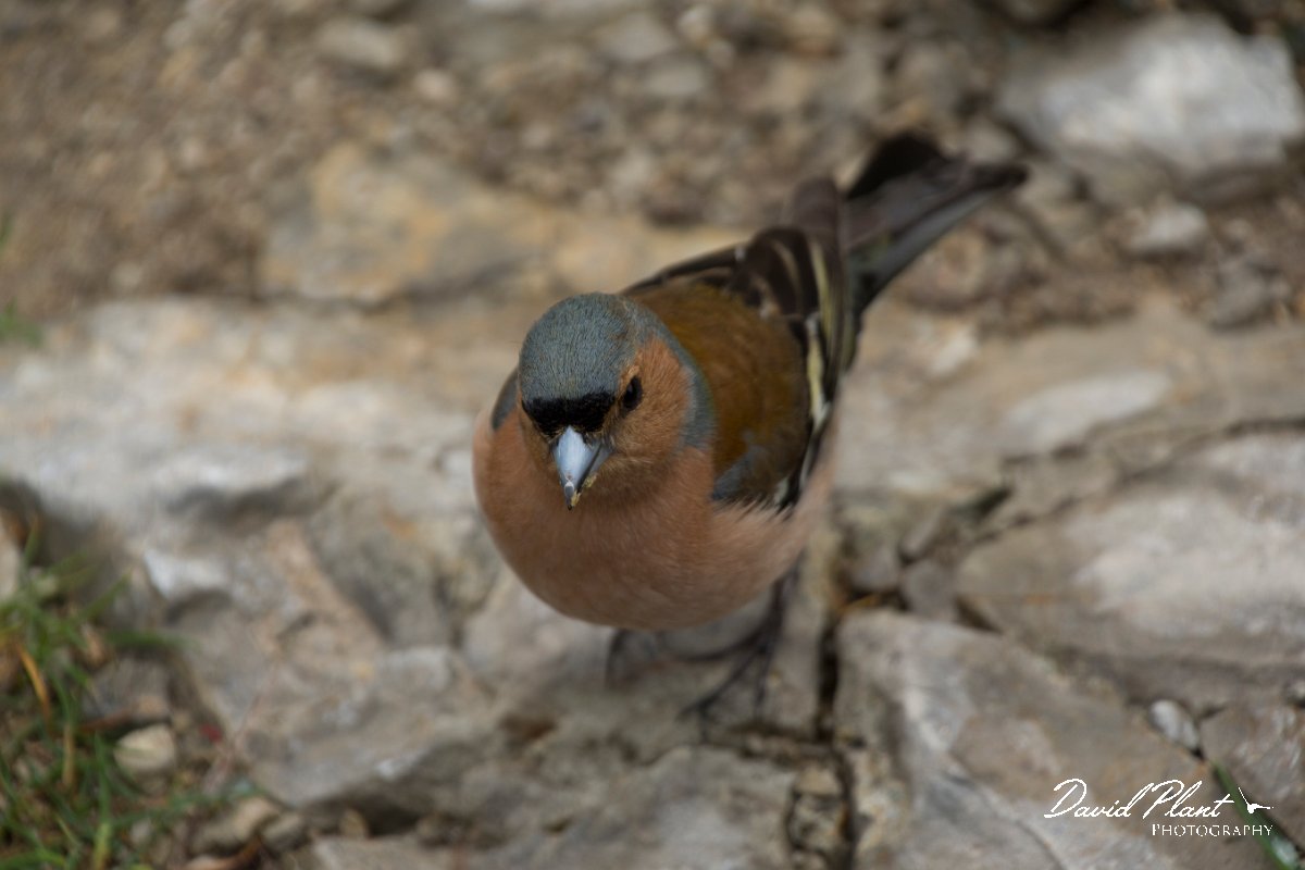 DPPhotography - Mallorca - Chaffinch - A.jpg - Chaffinch - Cuber Reservoir, Mallorca