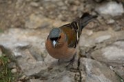 DPPhotography - Mallorca - Chaffinch - A