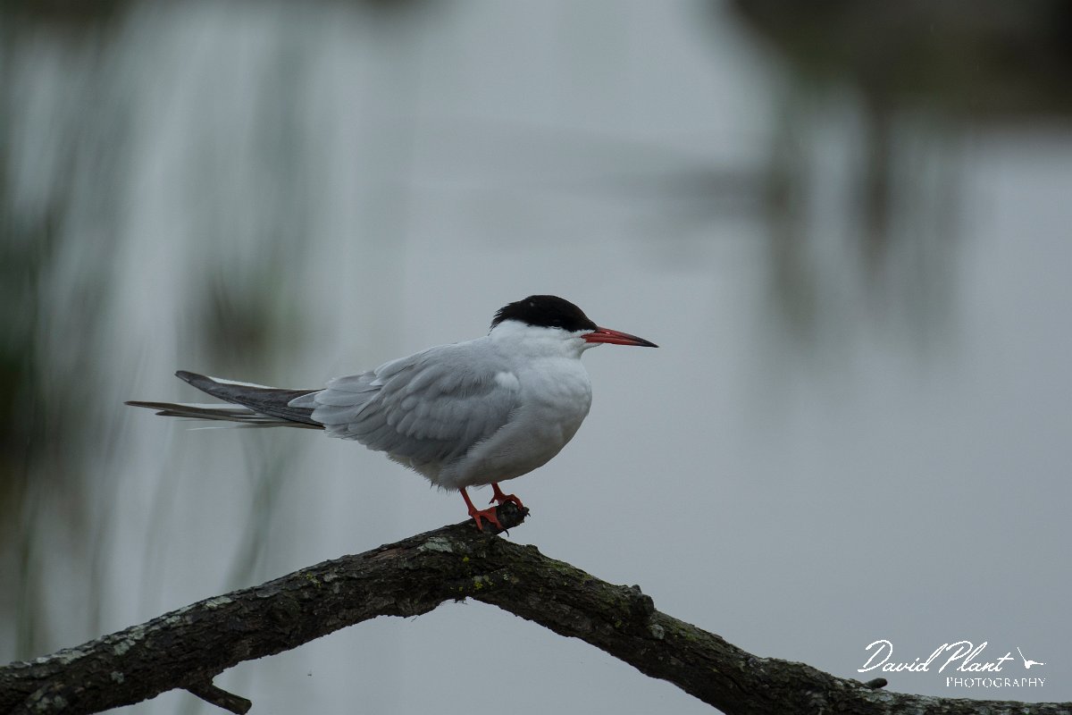 DPPhotography - Mallorca - Common tern - A.jpg - Common tern - s'Albufera, Mallorca
