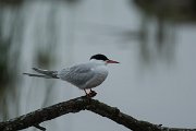 DPPhotography - Mallorca - Common tern - A