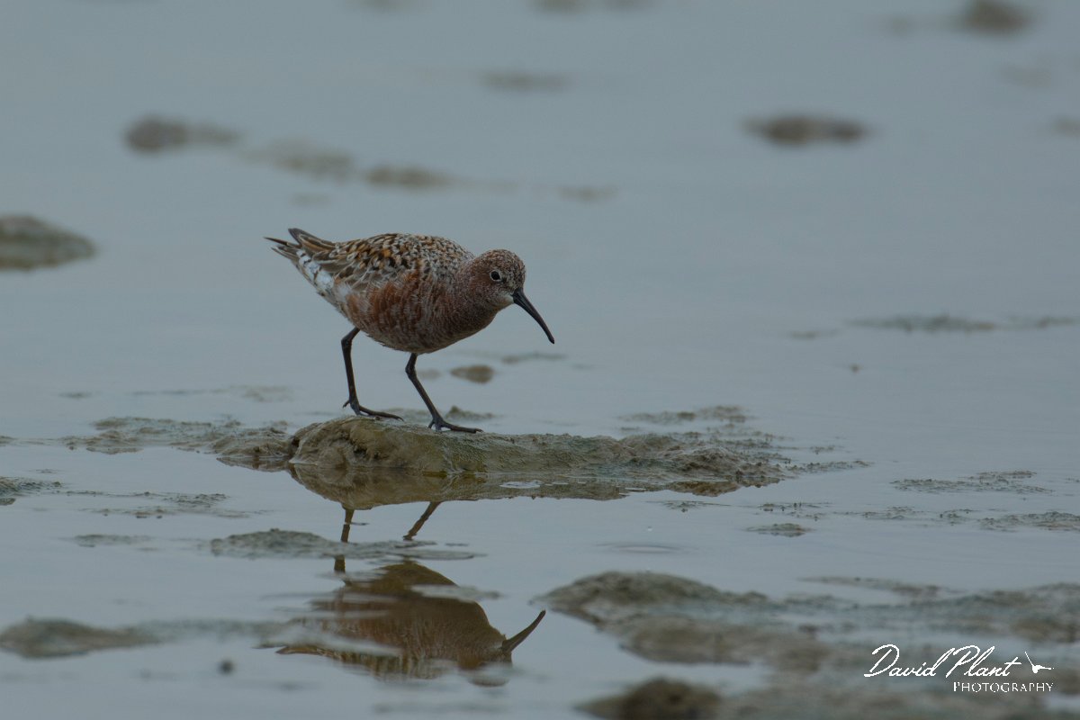 DPPhotography - Mallorca - Curlew sandpiper - B.jpg - Curlew sandpiper - s'Albufera, Mallorca