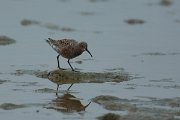 DPPhotography - Mallorca - Curlew sandpiper - B