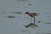 DPPhotography - Mallorca - Curlew sandpiper - C