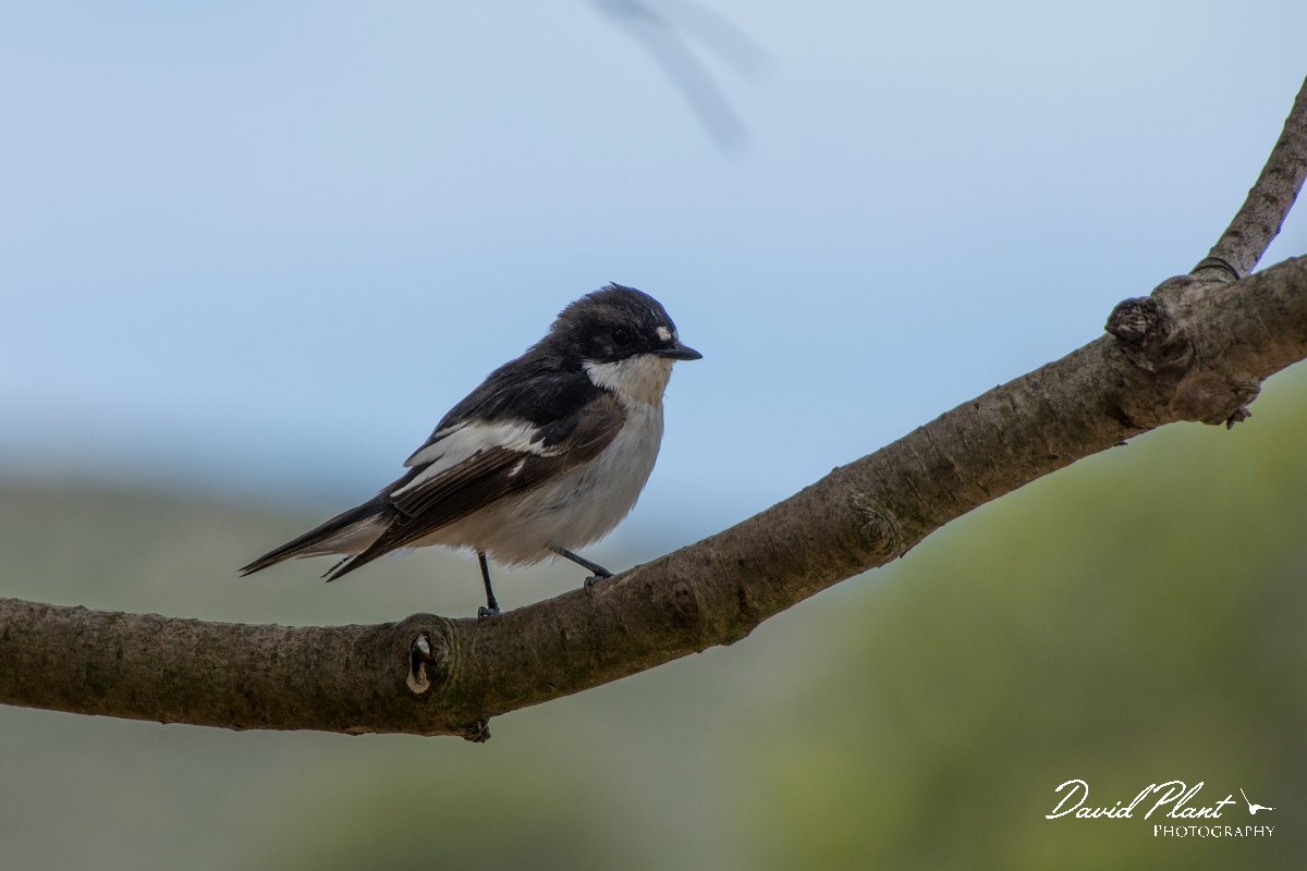 DPPhotography - Mallorca - European pied flycatcher - A.jpg - European pied flycatcher, male - Cabrera, Mallorca