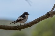 DPPhotography - Mallorca - European pied flycatcher - A