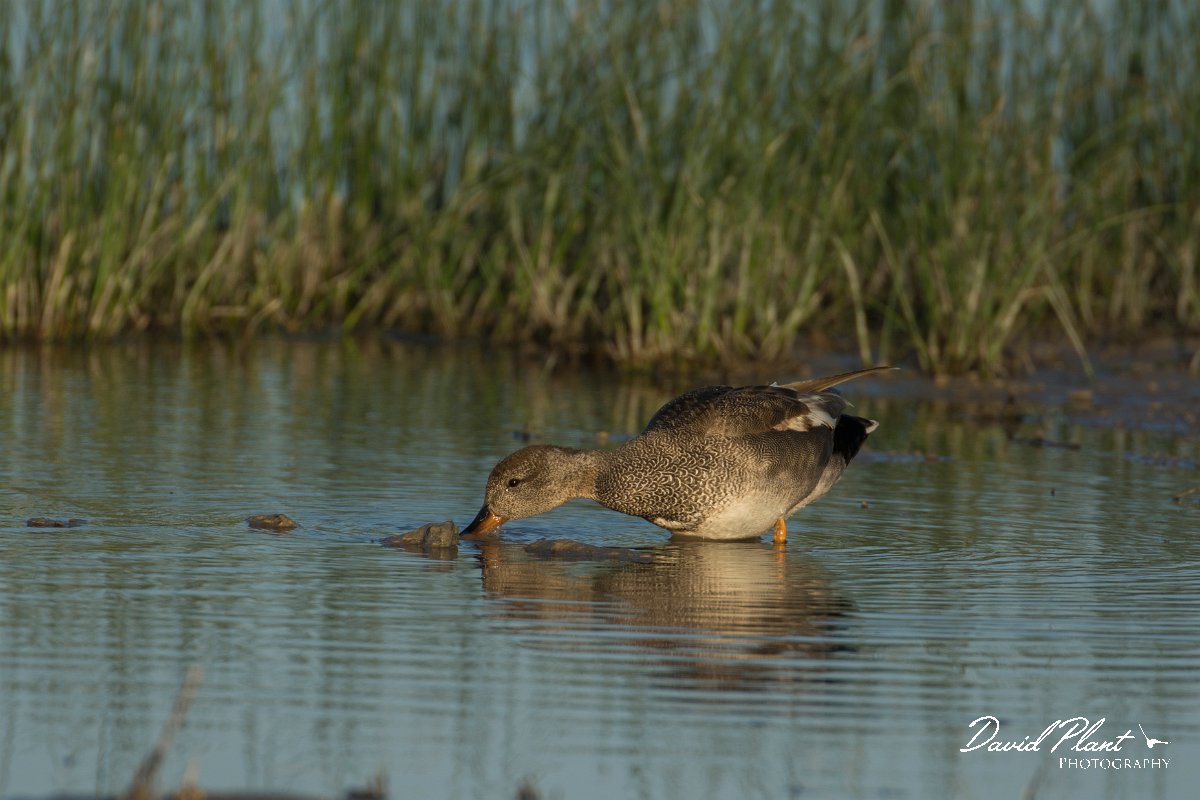 DPPhotography - Mallorca - Gadwall - A.jpg - Gadwall - s'Albufera, Mallorca