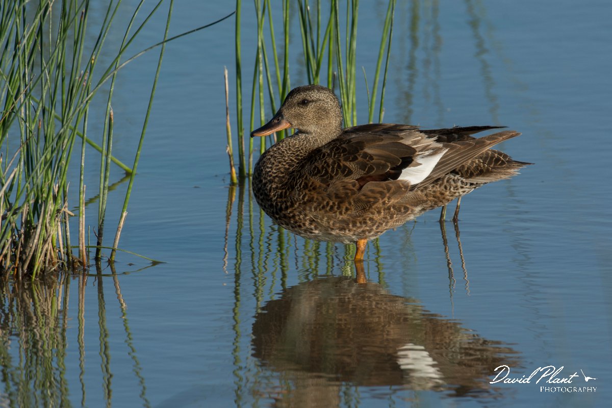 DPPhotography - Mallorca - Gadwall - E.jpg - Gadwall - s'Albufera, Mallorca