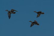DPPhotography - Mallorca - Gadwall - C