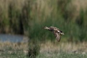 DPPhotography - Mallorca - Gadwall - D