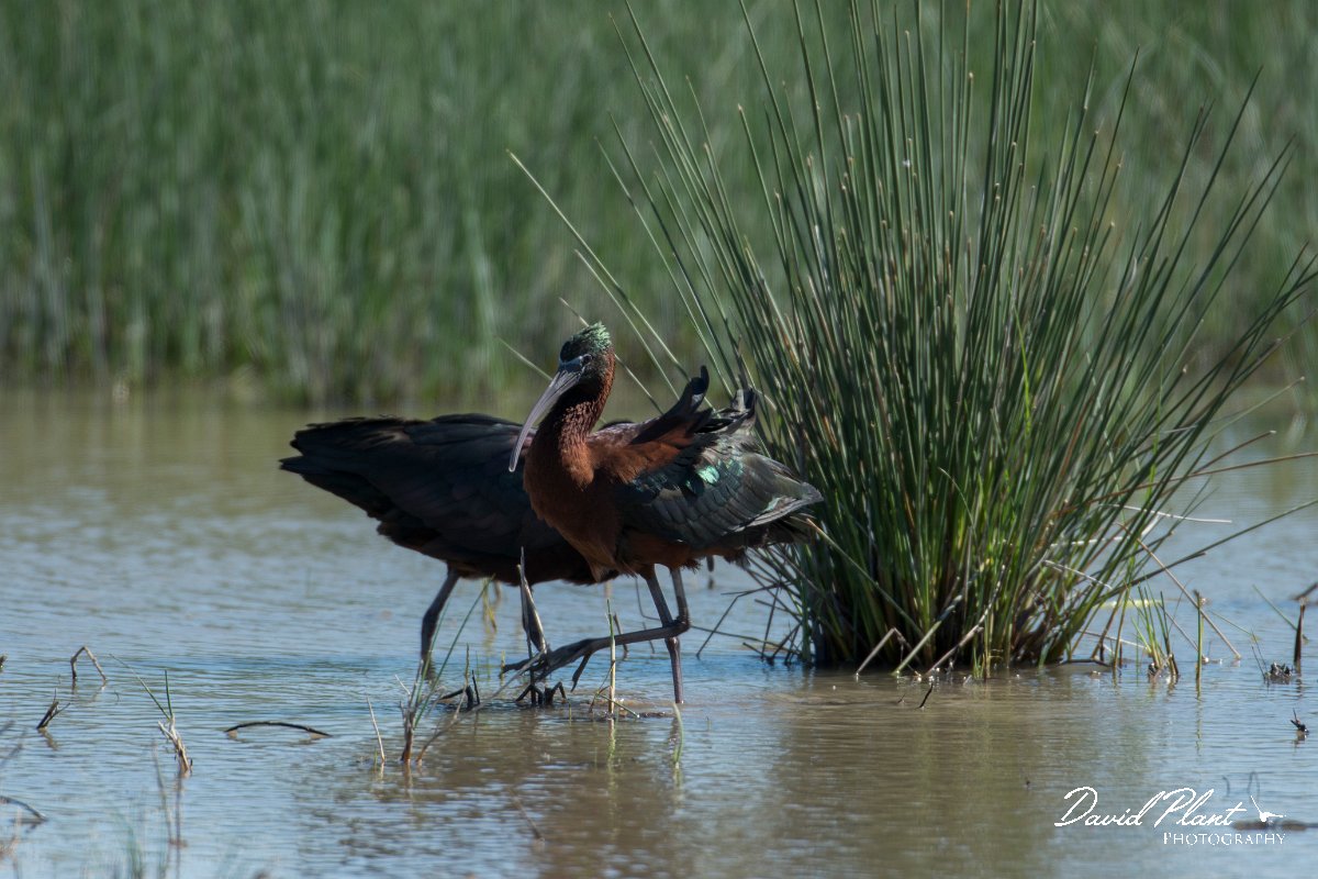 DPPhotography - Mallorca - Glossy ibis - A.jpg - Glossy ibis - s'Albufera, Mallorca