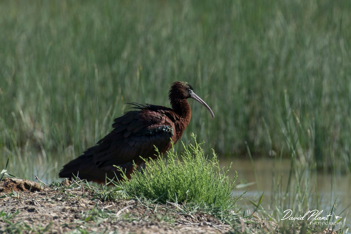 DPPhotography - Mallorca - Glossy ibis - C.jpg - Glossy ibis - s'Albufera, Mallorca