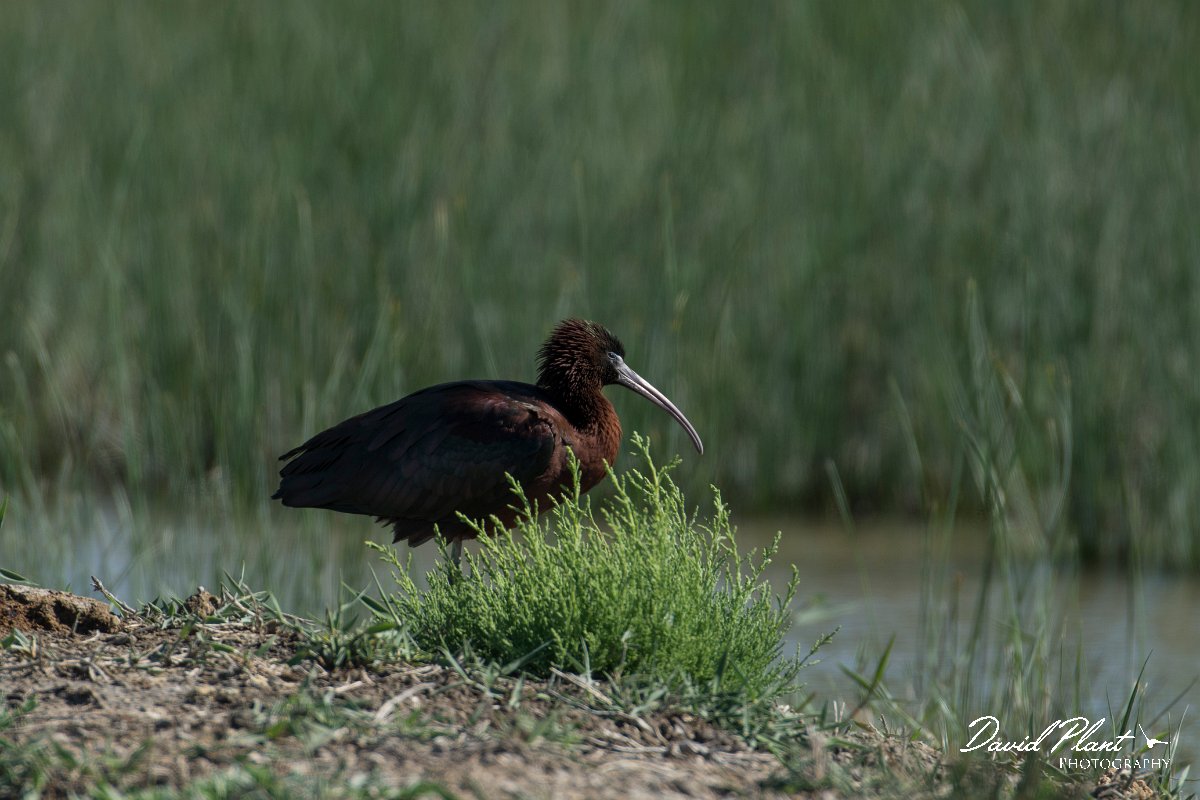 DPPhotography - Mallorca - Glossy ibis - D.jpg - Glossy ibis - s'Albufera, Mallorca