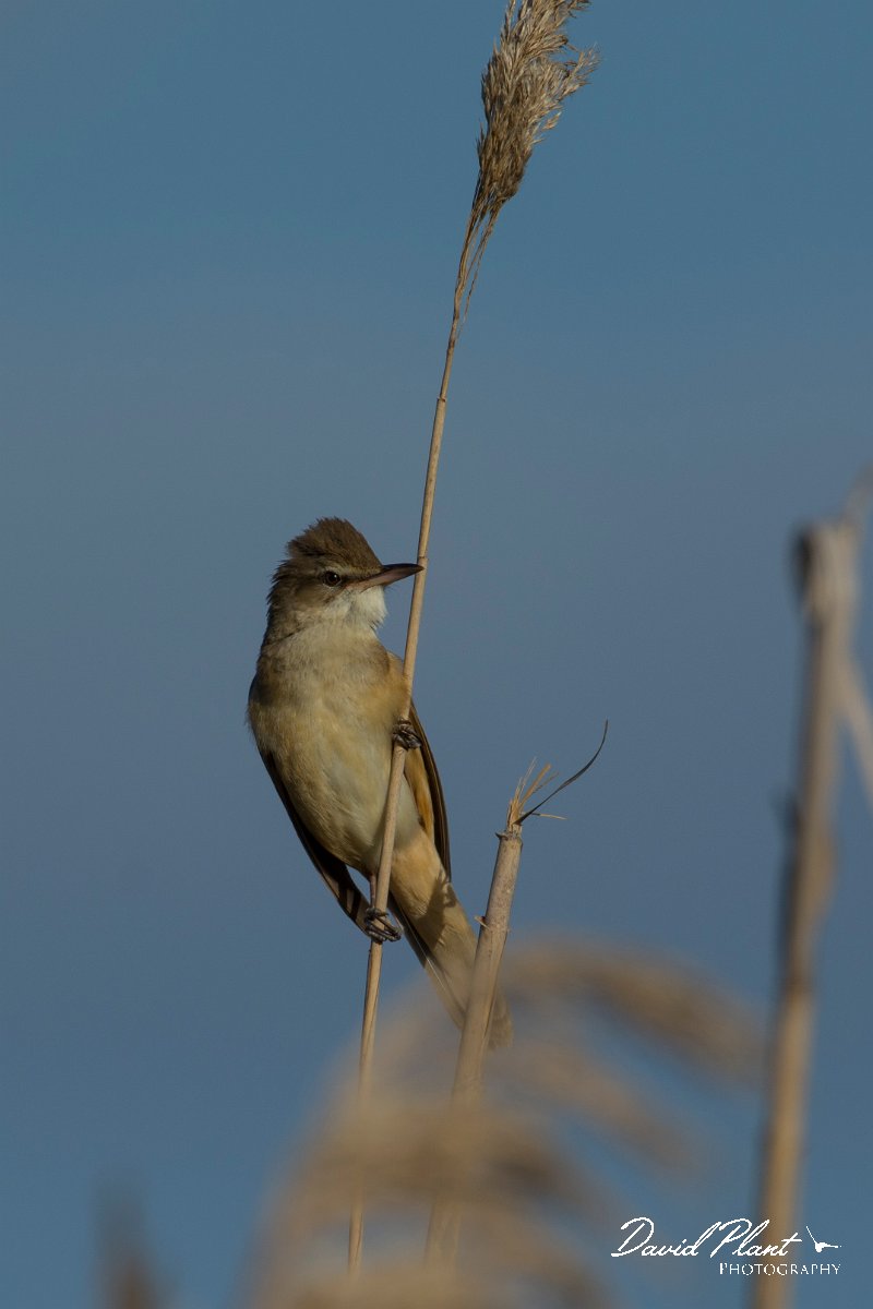 DPPhotography - Mallorca - Great reed warbler - A.jpg - Great reed warbler - s'Albufera, Mallorca