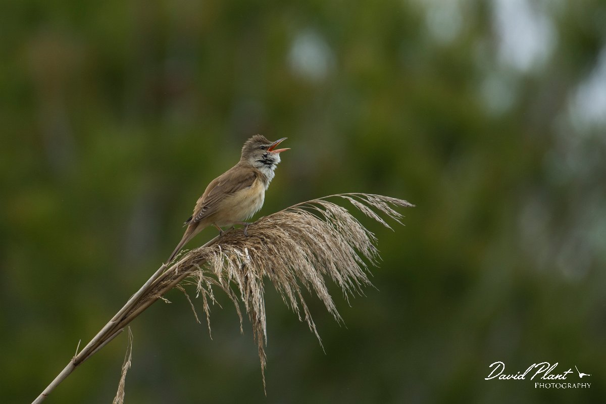 DPPhotography - Mallorca - Great reed warbler - C.jpg - Great reed warbler - s'Albufera, Mallorca