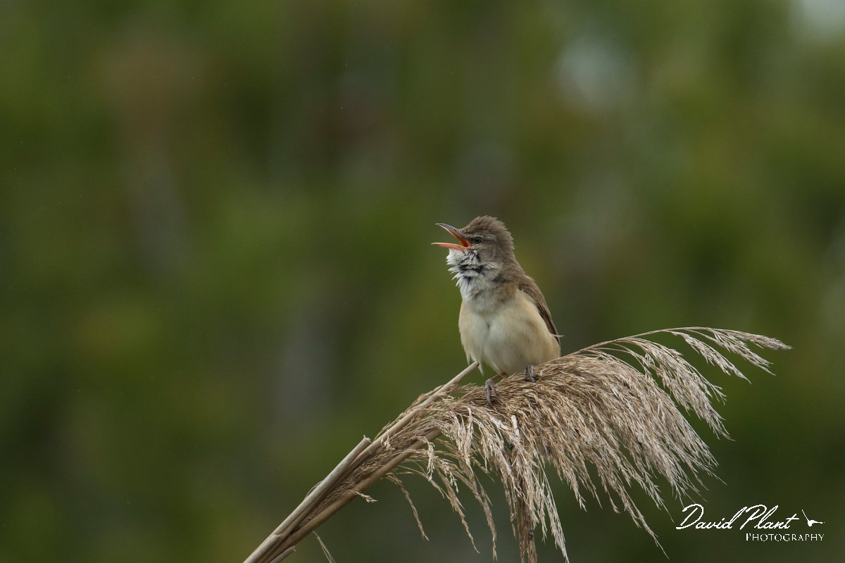 DPPhotography - Mallorca - Great reed warbler - D.jpg - Great reed warbler - s'Albufera, Mallorca