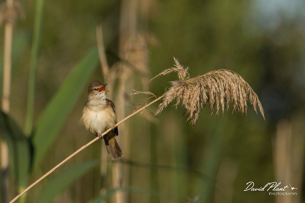 DPPhotography - Mallorca - Great reed warbler - G.jpg - Great reed warbler - s'Albufera, Mallorca