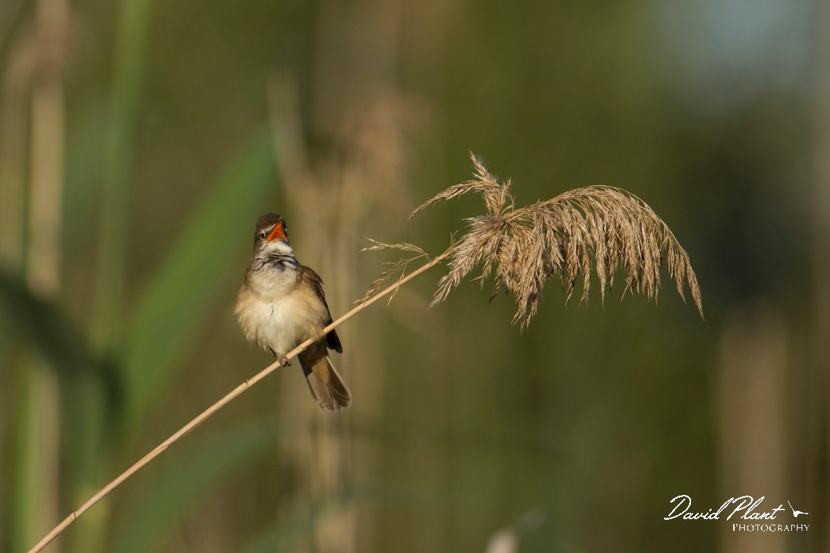 DPPhotography - Mallorca - Great reed warbler - H.jpg - Great reed warbler - s'Albufera, Mallorca
