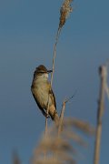 DPPhotography - Mallorca - Great reed warbler - A