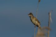 DPPhotography - Mallorca - Great reed warbler - B