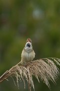 DPPhotography - Mallorca - Great reed warbler - F