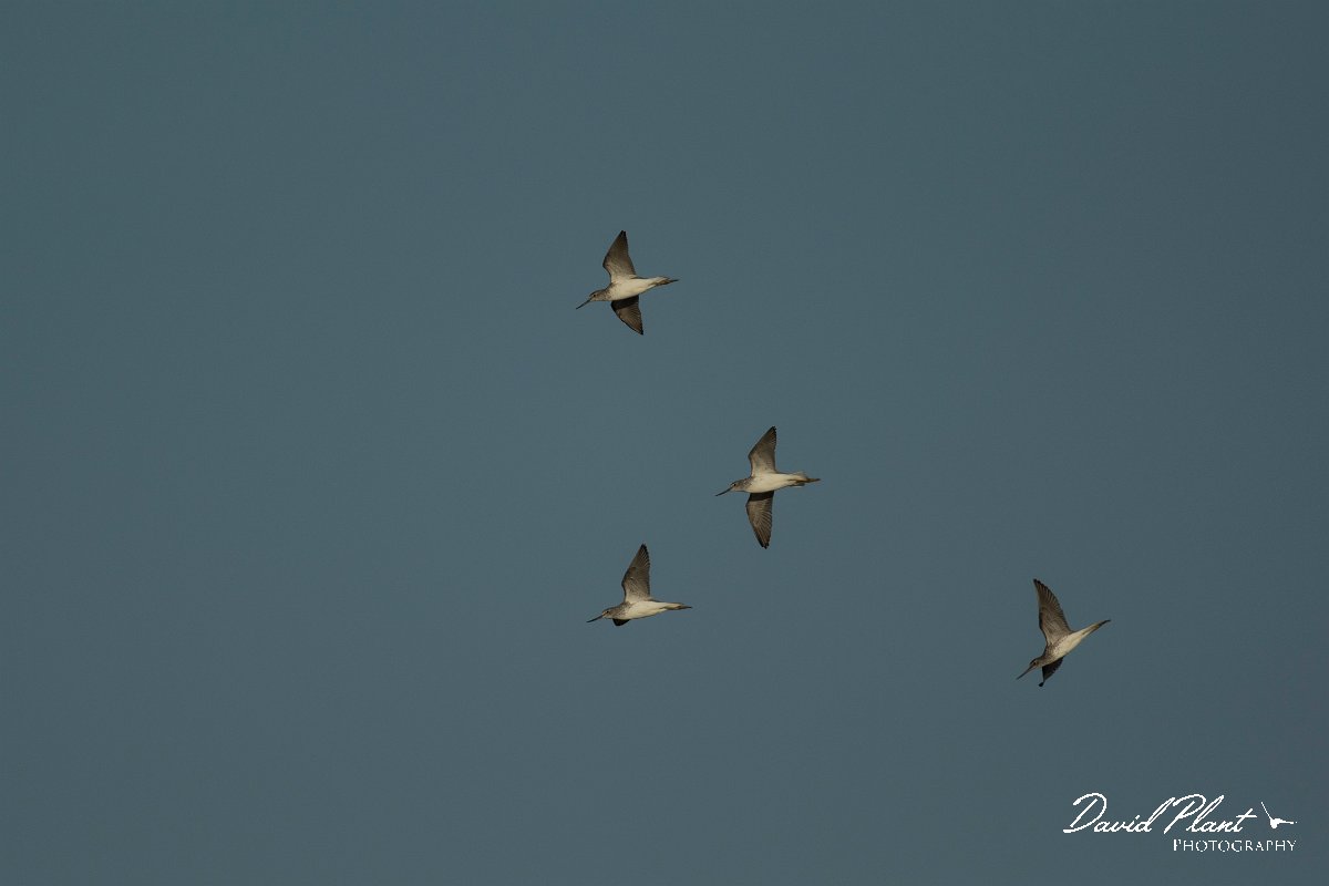 DPPhotography - Mallorca - Greenshank - A.jpg - Greenshank - s'Albufera, Mallorca