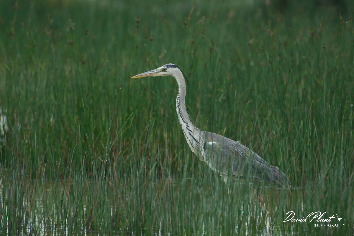 DPPhotography - Mallorca - Grey heron - A.jpg - Grey heron - s'Albufera, Mallorca
