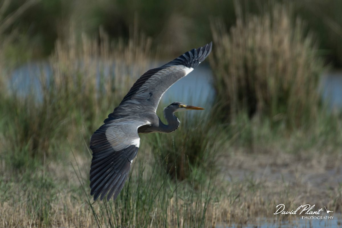 DPPhotography - Mallorca - Grey heron - B.jpg - Grey heron - s'Albufera, Mallorca