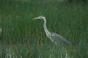 DPPhotography - Mallorca - Grey heron - A