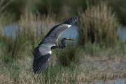 DPPhotography - Mallorca - Grey heron - B