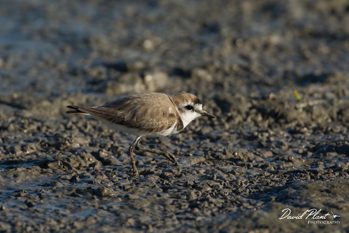 DPPhotography - Mallorca - Kentish plover - A.jpg - Kentish plover - s'Albufera, Mallorca