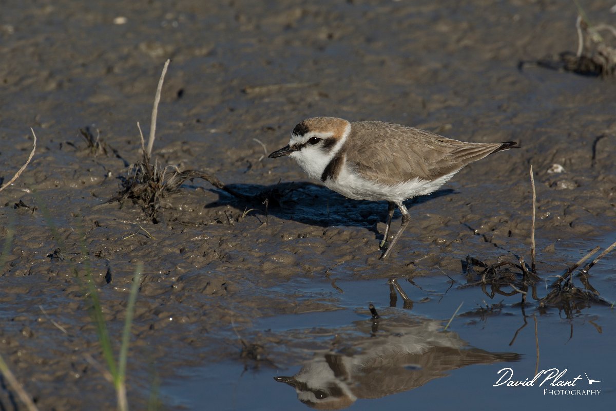 DPPhotography - Mallorca - Kentish plover - AA.jpg - Kentish plover - s'Albufera, Mallorca