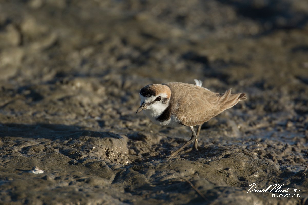 DPPhotography - Mallorca - Kentish plover - B.jpg - Kentish plover - s'Albufera, Mallorca