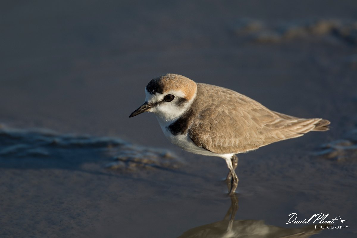 DPPhotography - Mallorca - Kentish plover - E.jpg - Kentish plover - s'Albufera, Mallorca
