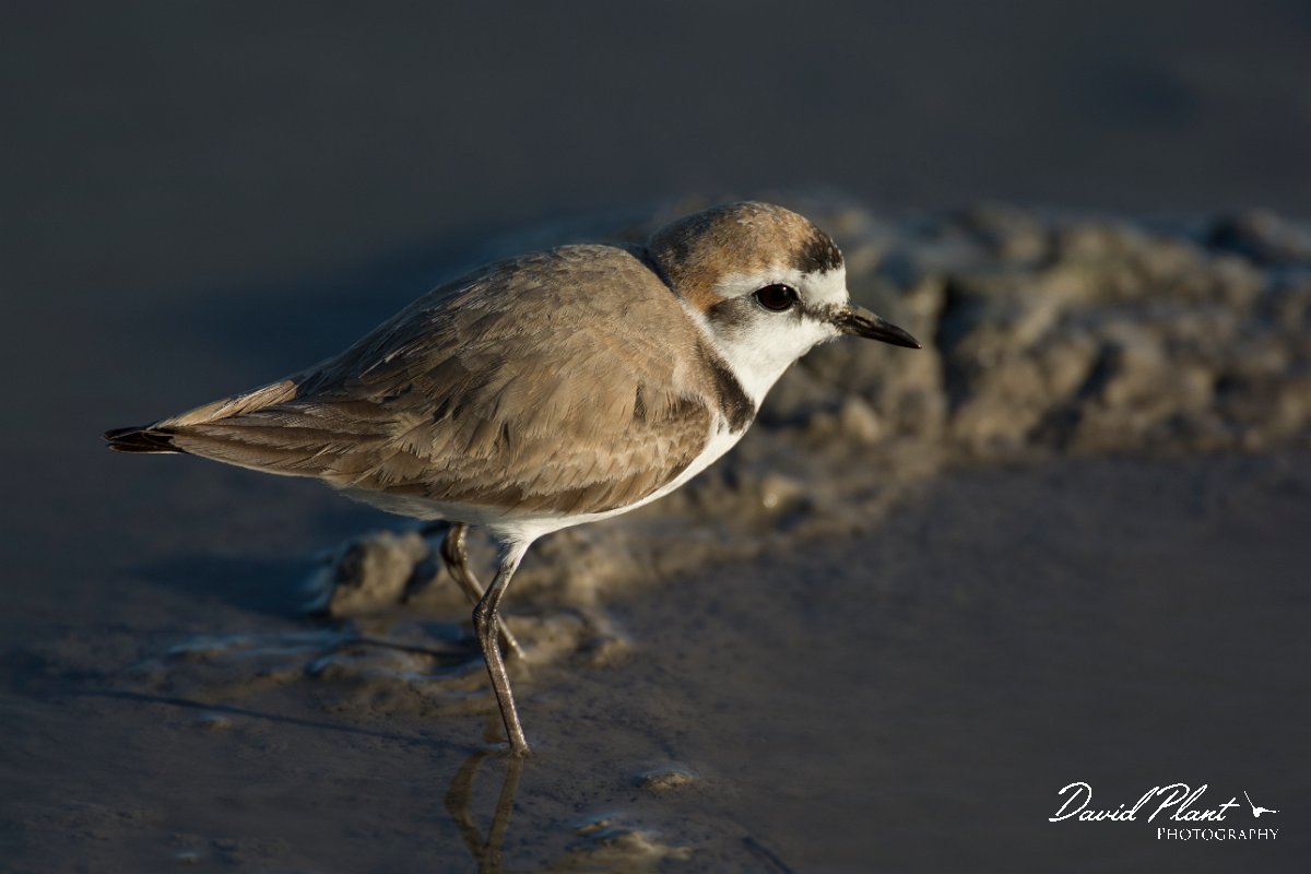 DPPhotography - Mallorca - Kentish plover - F.jpg - Kentish plover - s'Albufera, Mallorca