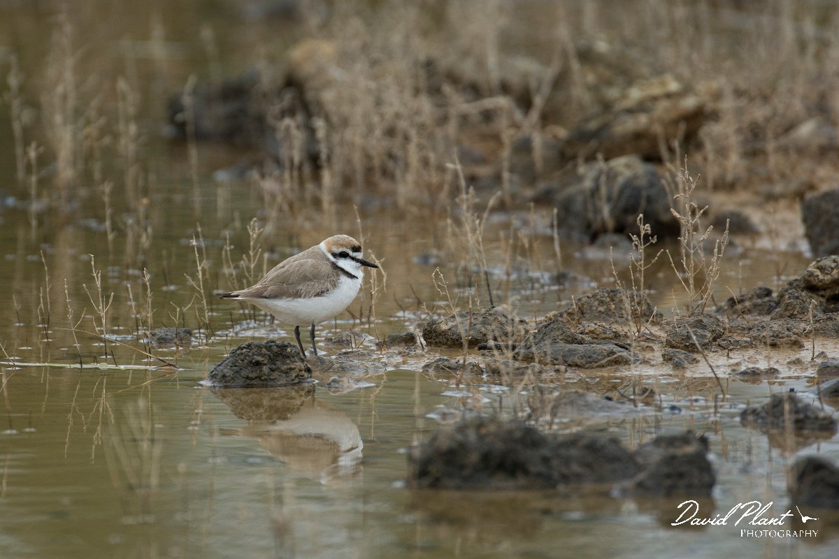 DPPhotography - Mallorca - Kentish plover - I.jpg - Kentish plover - s'Albufera, Mallorca