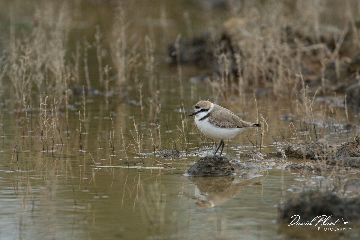 DPPhotography - Mallorca - Kentish plover - J.jpg - Kentish plover - s'Albufera, Mallorca