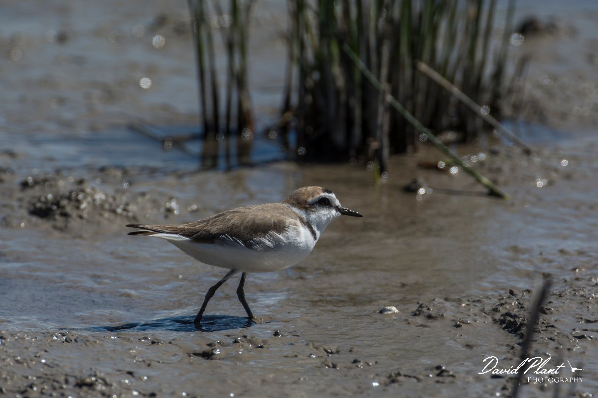 DPPhotography - Mallorca - Kentish plover - K.jpg - Kentish plover - s'Albufera, Mallorca