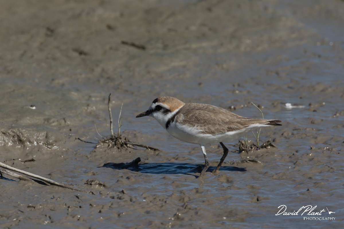DPPhotography - Mallorca - Kentish plover - L.jpg - Kentish plover - s'Albufera, Mallorca