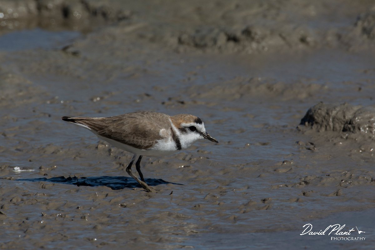 DPPhotography - Mallorca - Kentish plover - M.jpg - Kentish plover - s'Albufera, Mallorca