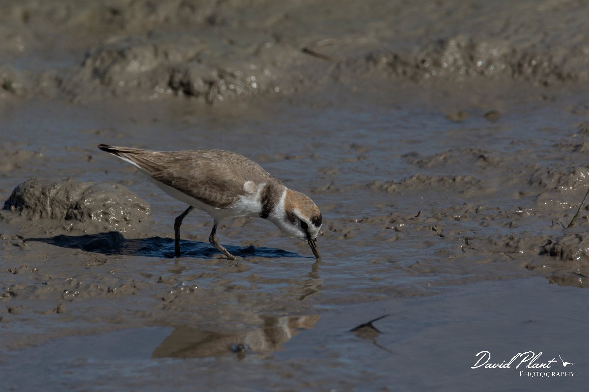 DPPhotography - Mallorca - Kentish plover - N.jpg - Kentish plover - s'Albufera, Mallorca