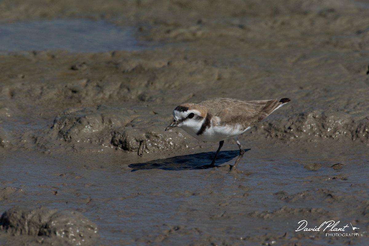 DPPhotography - Mallorca - Kentish plover - O.jpg - Kentish plover - s'Albufera, Mallorca