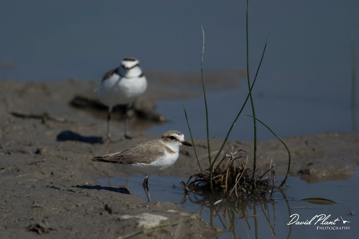 DPPhotography - Mallorca - Kentish plover - S.jpg - Kentish plover - s'Albufera, Mallorca