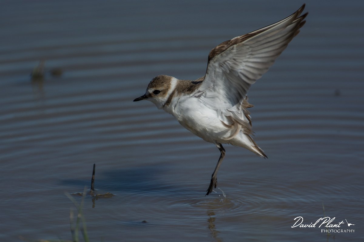 DPPhotography - Mallorca - Kentish plover - W.jpg - Kentish plover - s'Albufera, Mallorca