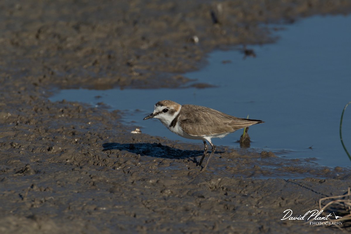 DPPhotography - Mallorca - Kentish plover - Y.jpg - Kentish plover - s'Albufera, Mallorca