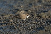 DPPhotography - Mallorca - Kentish plover - A