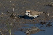 DPPhotography - Mallorca - Kentish plover - AA