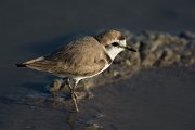 DPPhotography - Mallorca - Kentish plover - F