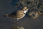 DPPhotography - Mallorca - Kentish plover - G